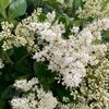 bee_kind_3